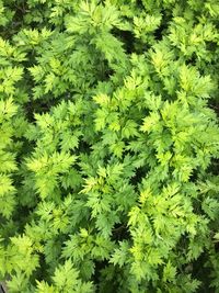 Close-up of green leaves