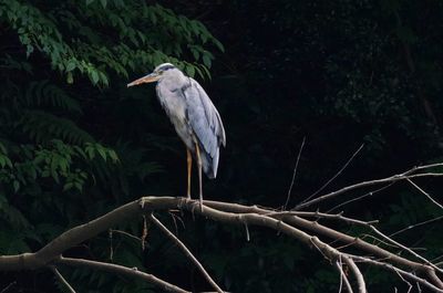 High angle view of gray heron perching on tree in forest