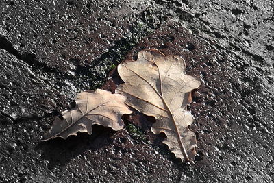 High angle view of maple leaf on wet street