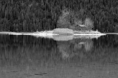 Scenic view of lake by trees in forest