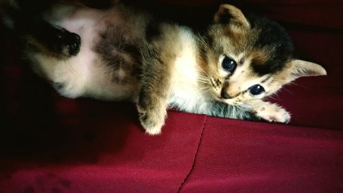 High angle portrait of cat relaxing on sofa at home