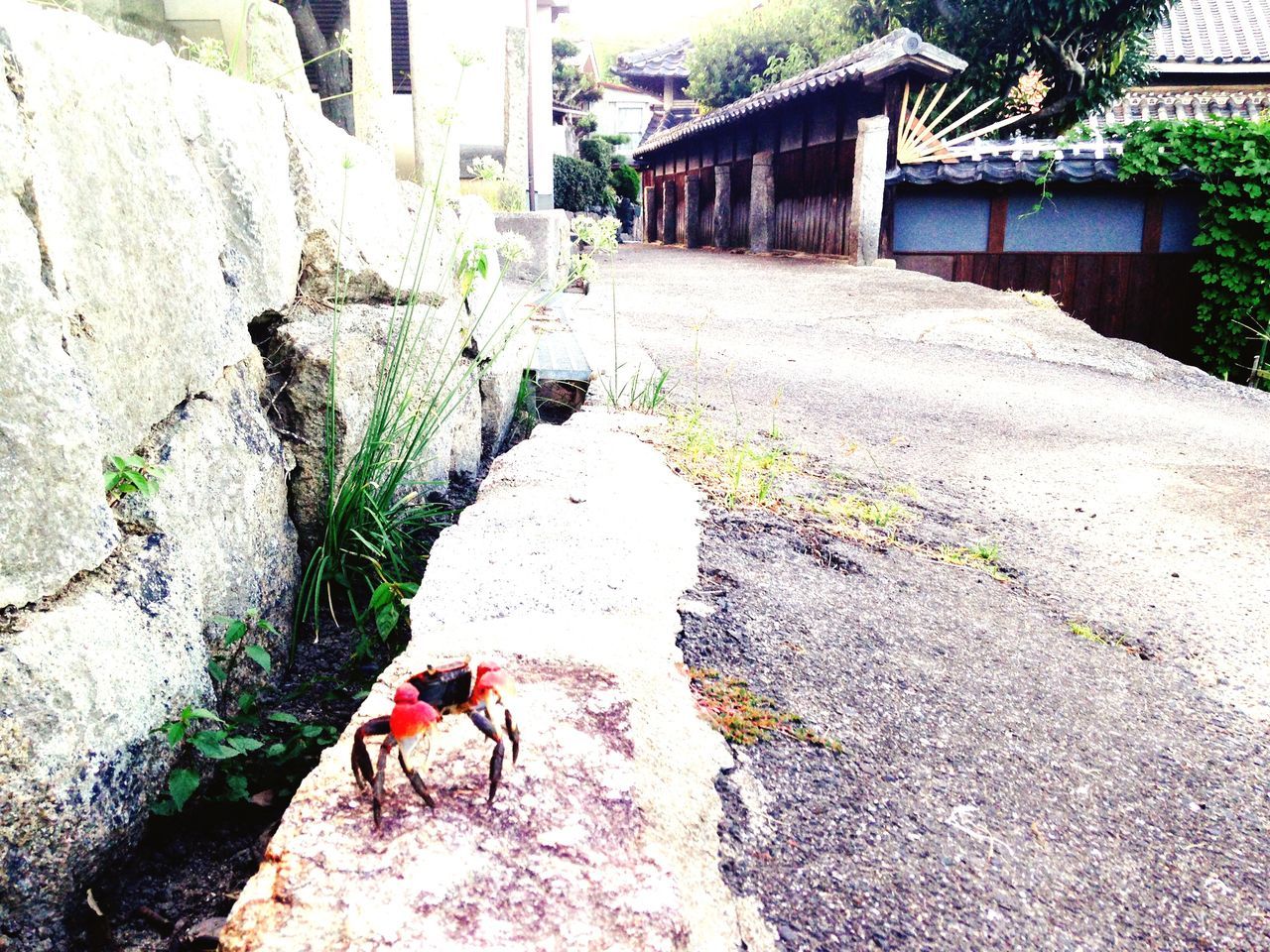 building exterior, architecture, built structure, animal themes, one animal, animals in the wild, wildlife, wall - building feature, high angle view, street, day, outdoors, no people, leaf, plant, house, sunlight, insect, close-up, wall