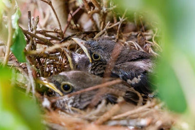 Close-up of birds in nest