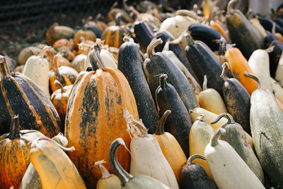 Close-up of pumpkins for sale