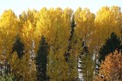 Trees in forest against sky