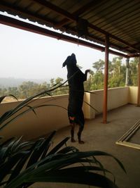 Rear view of man standing by window