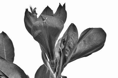 Close-up of flowering plant against white background