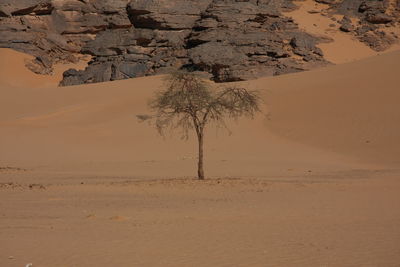 Scenic view of desert