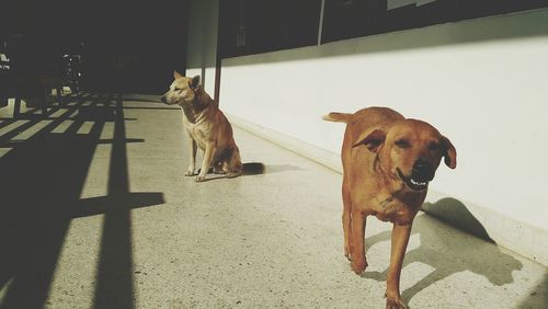 Dog on floor