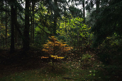 Trees and plants in forest