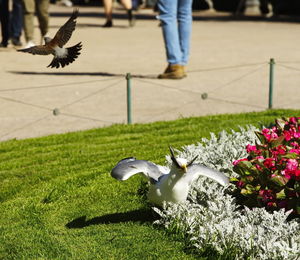 Low section of bird flying by flowers