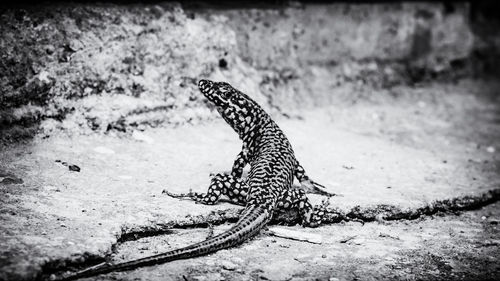 Close-up of lizard