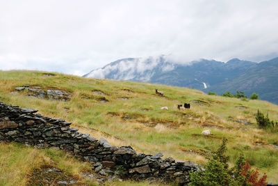 Scenic view of grassy field and sheep against sky