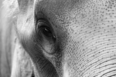 Close-up of elephant