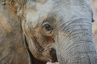 Close-up of elephant