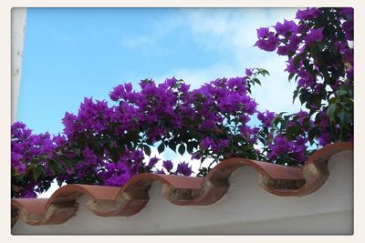 Low angle view of pink flowers blooming on tree