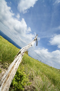 Low angle view of plant on field against sky