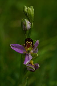 Close-up of purple flower