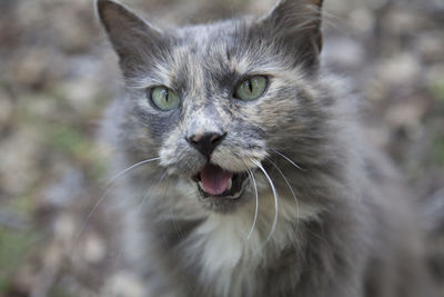 Meowing grey kitten outdoors