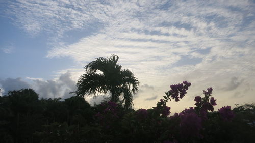 Low angle view of silhouette flowering plants against sky