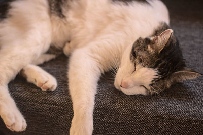 Close-up of cat lying on floor