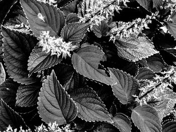 Full frame shot of plants