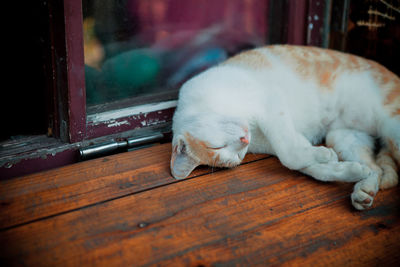 Close-up of a cat sleeping on table