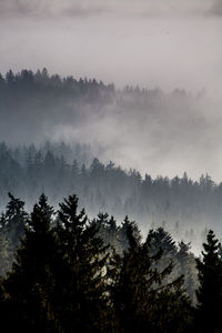 Silhouette trees in forest against sky