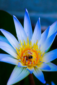 Close-up of bee on purple water lily