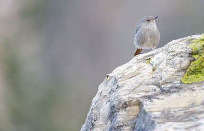 Low angle view of bird perching on rock