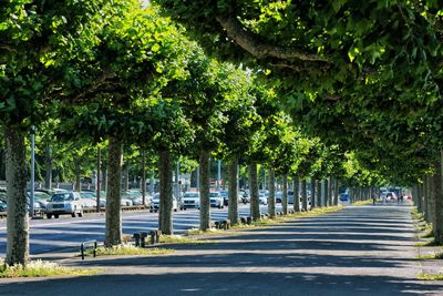 Road by trees in city