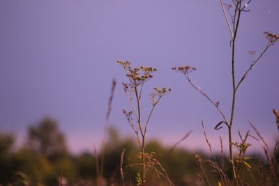 Close-up of plant against clear sky