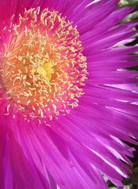 Close-up of pink flower