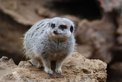 Close-up of rabbit on rock