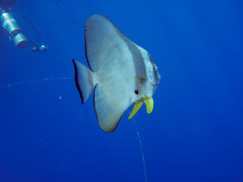 Close-up of fish swimming in sea