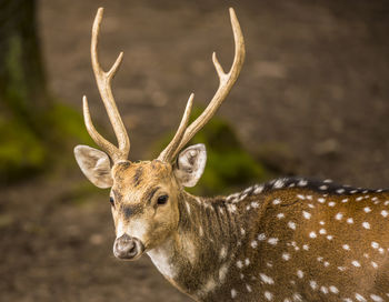 Portrait with a young and people friendly axis deer buck living in the wild park from pforzheim