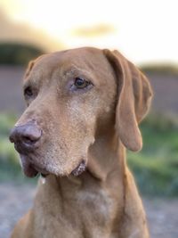 Close-up of dog looking away