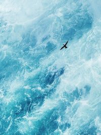 High angle view of bird swimming in sea