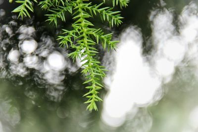 Close-up of leaves on plant