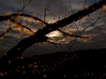Close-up of silhouette plant against sky at sunset
