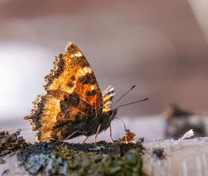 Close-up of butterfly on rock