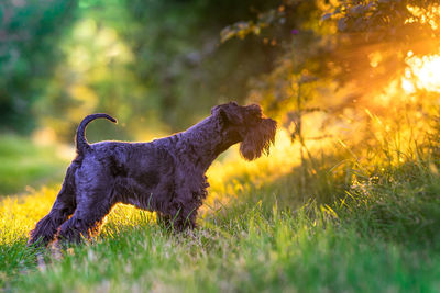 Dog looking away on field