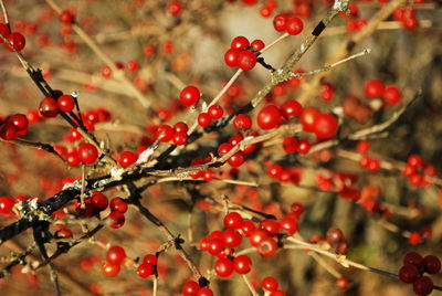 Red berries growing on tree