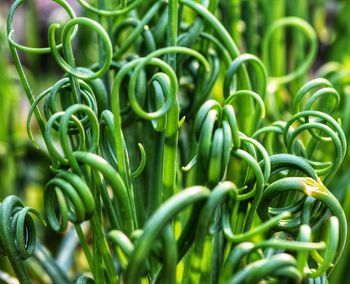 Full frame shot of plants