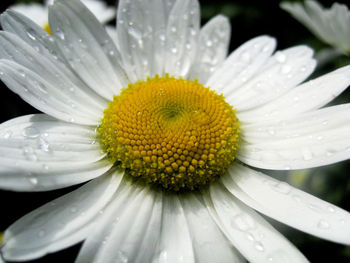 Close-up of white flowers