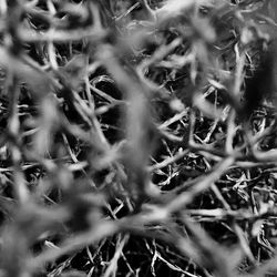 Full frame shot of cactus plants