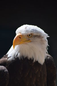 Close-up of eagle against black background