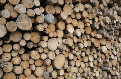 Stacked tree logs in a forest