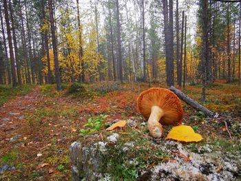 Dog in forest