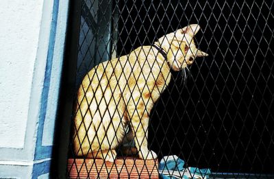 Close-up of bird in cage